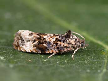 Endothenia gentianaeana Hb. adulte - Lionel Taurand