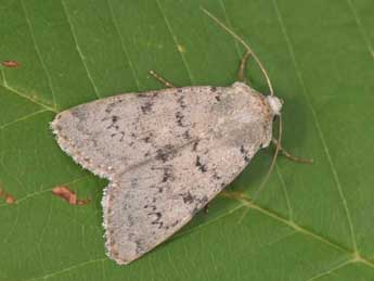 Epipsilia grisescens F. adulte - Philippe Mothiron