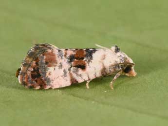 Cochylis hybridella Hb. adulte - ©Philippe Mothiron