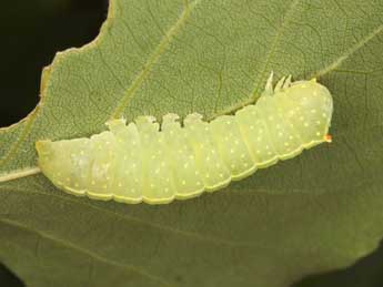  Chenille de Raphia hybris Hb. - Wolfgang Wagner, www.pyrgus.de