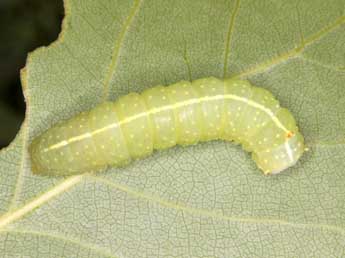  Chenille de Raphia hybris Hb. - Wolfgang Wagner, www.pyrgus.de