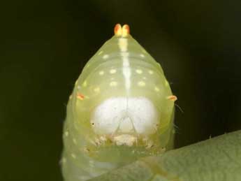  Chenille de Raphia hybris Hb. - Wolfgang Wagner, www.pyrgus.de