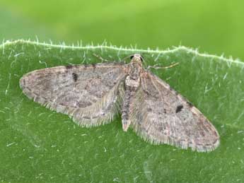 Eupithecia indigata Hb. adulte - Philippe Mothiron