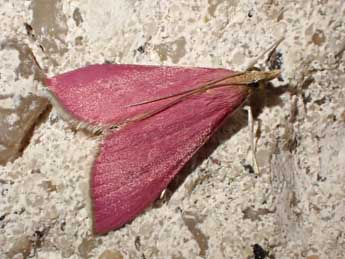 Pyrausta inornatalis Fernald adulte - Olivier Vannucci