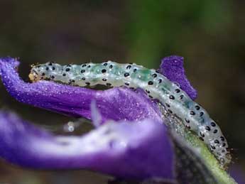  Chenille de Pyrausta inornatalis Fernald - Olivier Vannucci