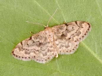 Idaea inquinata Scop. adulte - Philippe Mothiron