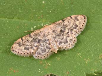 Idaea inquinata Scop. adulte - Philippe Mothiron