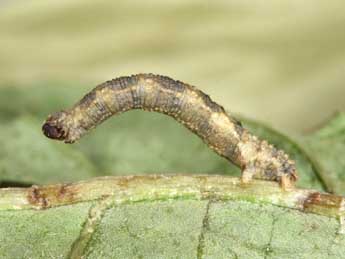  Chenille de Idaea inquinata Scop. - Philippe Mothiron