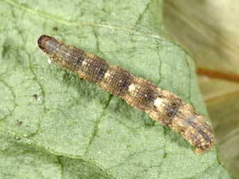  Chenille de Idaea inquinata Scop. - Philippe Mothiron