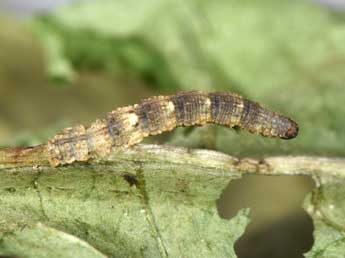  Chenille de Idaea inquinata Scop. - Philippe Mothiron