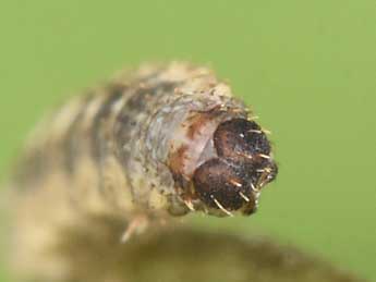  Chenille de Idaea inquinata Scop. - Philippe Mothiron