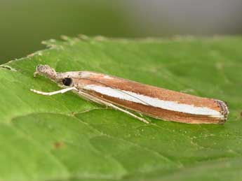 Agriphila latistria Hw. adulte - Philippe Mothiron