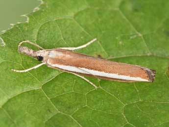 Agriphila latistria Hw. adulte - Philippe Mothiron