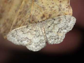 Idaea libycata Bartel adulte - Jean Haxaire
