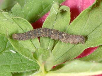  Chenille de Idaea libycata Bartel - Jean Haxaire
