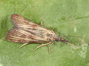 Hypochalcia lignella Hb. adulte - Philippe Mothiron