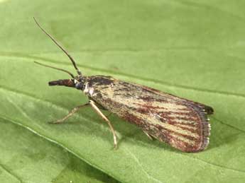 Hypochalcia lignella Hb. adulte - Philippe Mothiron