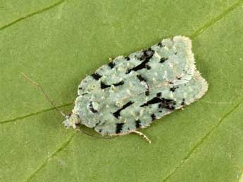 Acleris literana L. adulte - Philippe Mothiron