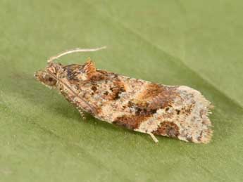 Argyrotaenia ljungiana Thnbg adulte - Philippe Mothiron