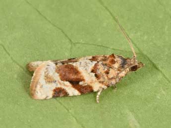 Argyrotaenia ljungiana Thnbg adulte - Philippe Mothiron