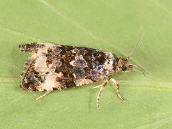 Endothenia marginana Hw. adulte - Philippe Mothiron