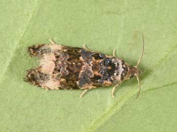 Endothenia marginana Hw. adulte - Philippe Mothiron