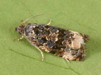 Endothenia marginana Hw. adulte - Philippe Mothiron