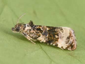 Endothenia marginana Hw. adulte - Philippe Mothiron