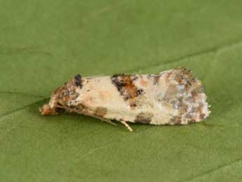 Cochylis molliculana Z. adulte - Philippe Mothiron