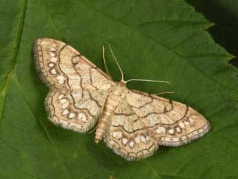 Idaea moniliata D. & S. adulte - Philippe Mothiron