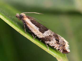 Ancylis myrtillana Tr. adulte - ©Lionel Taurand