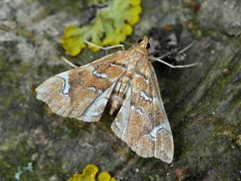 Musotima nitidalis Wlk. adulte - Dominique Halleux