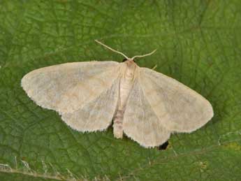 Idaea nitidata H.-S. adulte - Philippe Mothiron