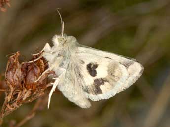 Heliothis ononis D. & S. adulte - Wolfgang Wagner, www.pyrgus.de