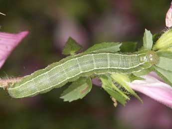  Chenille de Heliothis ononis D. & S. - Wolfgang Wagner, www.pyrgus.de