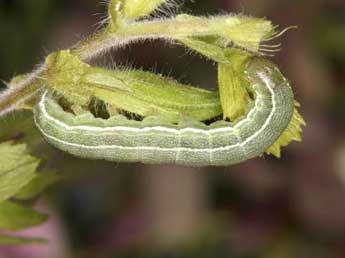  Chenille de Heliothis ononis D. & S. - Wolfgang Wagner, www.pyrgus.de