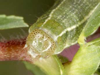  Chenille de Heliothis ononis D. & S. - Wolfgang Wagner, www.pyrgus.de