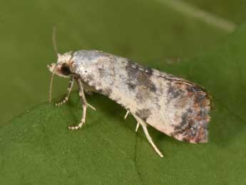 Cochylis posterana Z. adulte - Philippe Mothiron