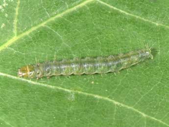  Chenille de Eudemis profundana D. & S. - Philippe Mothiron