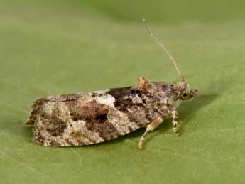 Eudemis profundana D. & S. adulte - Philippe Mothiron