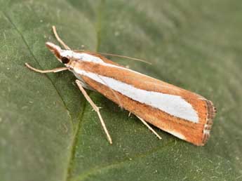 Catoptria pyramidellus Tr. adulte - Philippe Mothiron