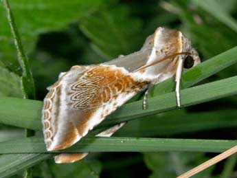 Habrosyne pyritoides Hfn. adulte - Philippe Mothiron