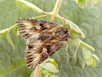 Actinotia radiosa Esp. adulte - Philippe Mothiron