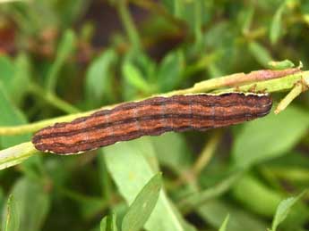  Chenille de Actinotia radiosa Esp. - Philippe Mothiron