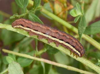  Chenille de Actinotia radiosa Esp. - Philippe Mothiron