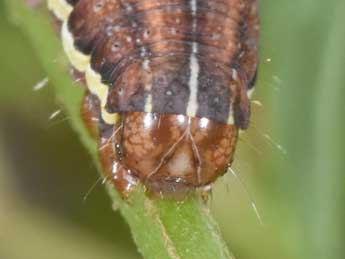  Chenille de Actinotia radiosa Esp. - Philippe Mothiron