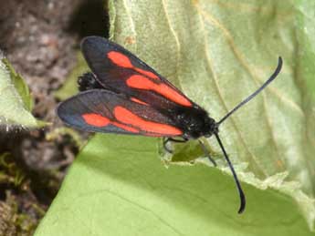 Zygaena romeo Dup. adulte - Philippe Mothiron