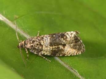 Celypha rurestrana Dup. adulte - Philippe Mothiron