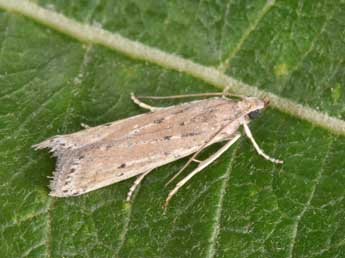 Phycitodes saxicola Vaughan adulte - Philippe Mothiron