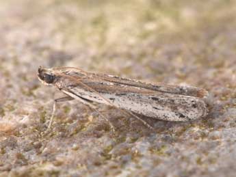 Phycitodes saxicola Vaughan adulte - Philippe Mothiron